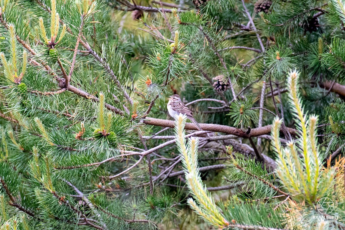 Clay-colored Sparrow - ML619891786