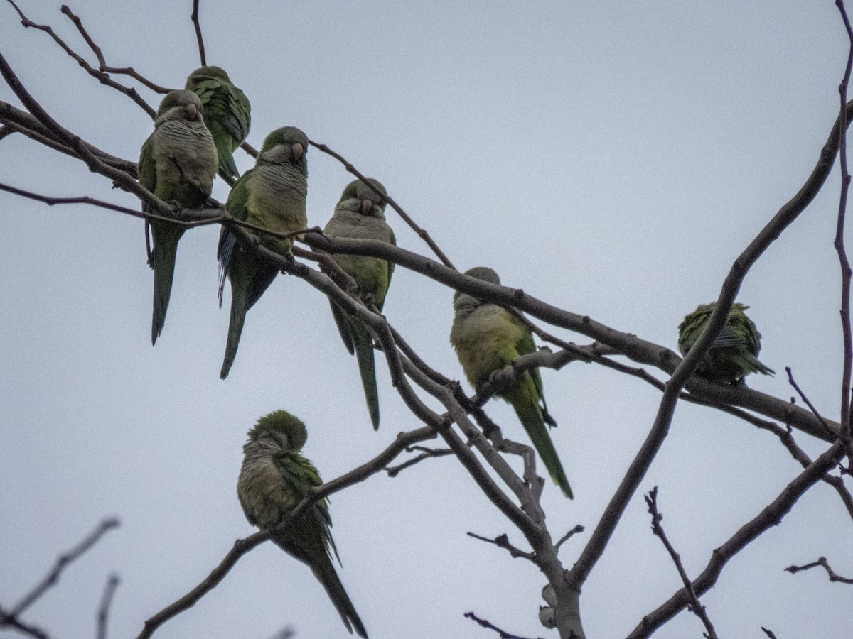 Monk Parakeet - ML619891787