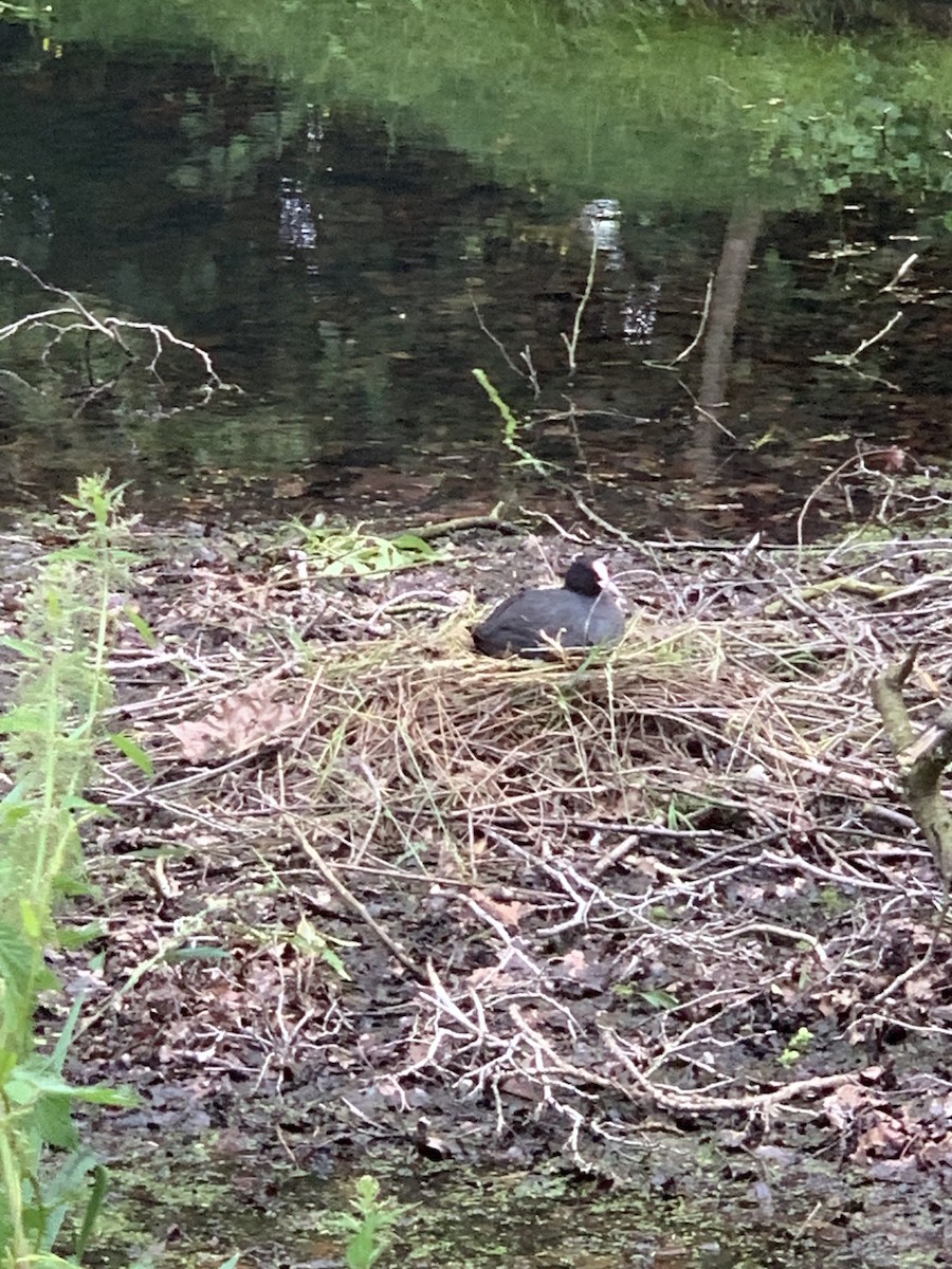 Eurasian Coot - ML619891789