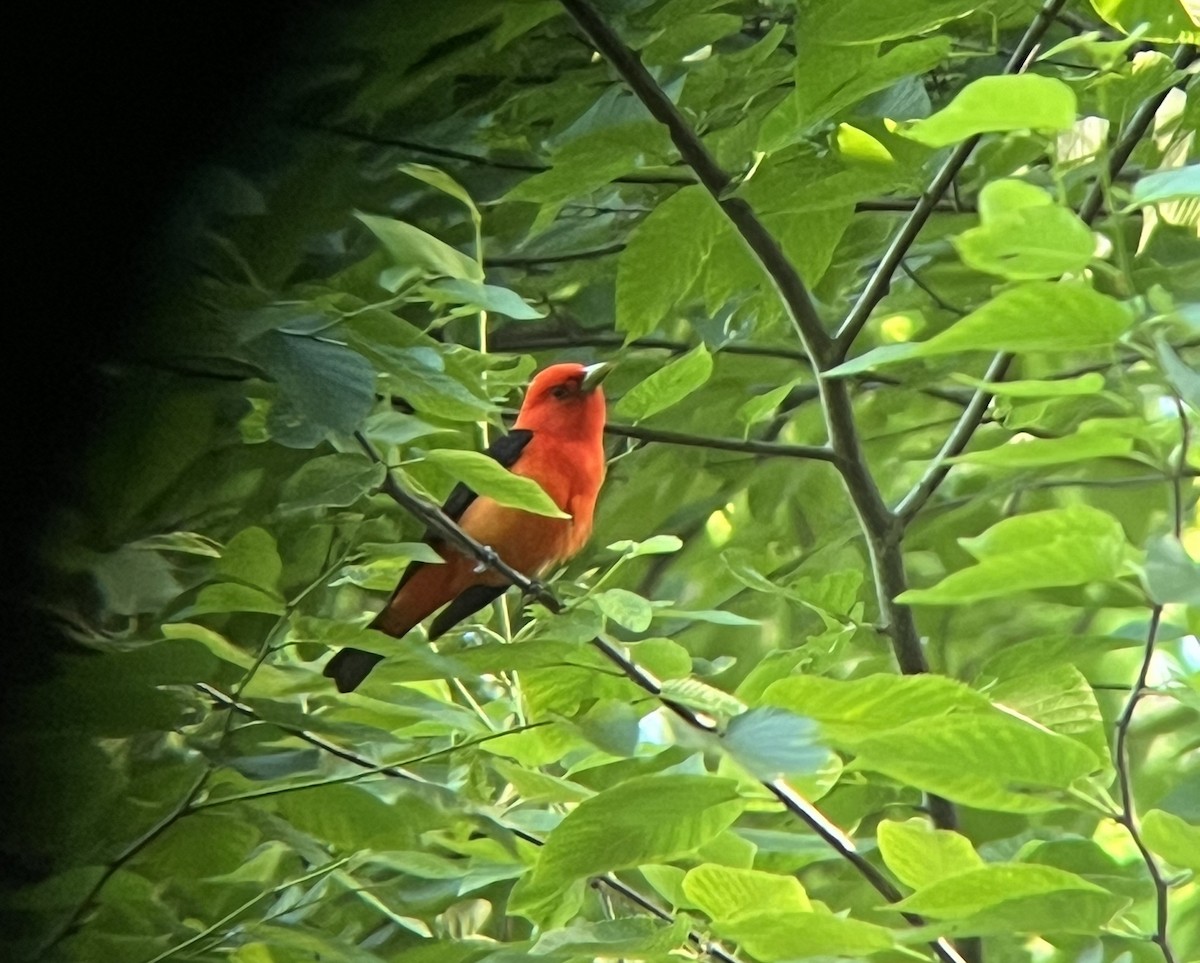 Scarlet Tanager - ML619891795