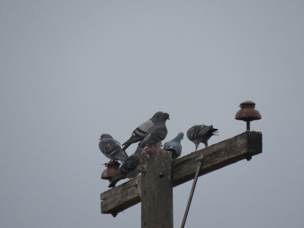 Rock Pigeon (Feral Pigeon) - ML619891807