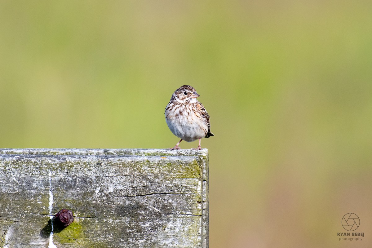 Vesper Sparrow - ML619891809