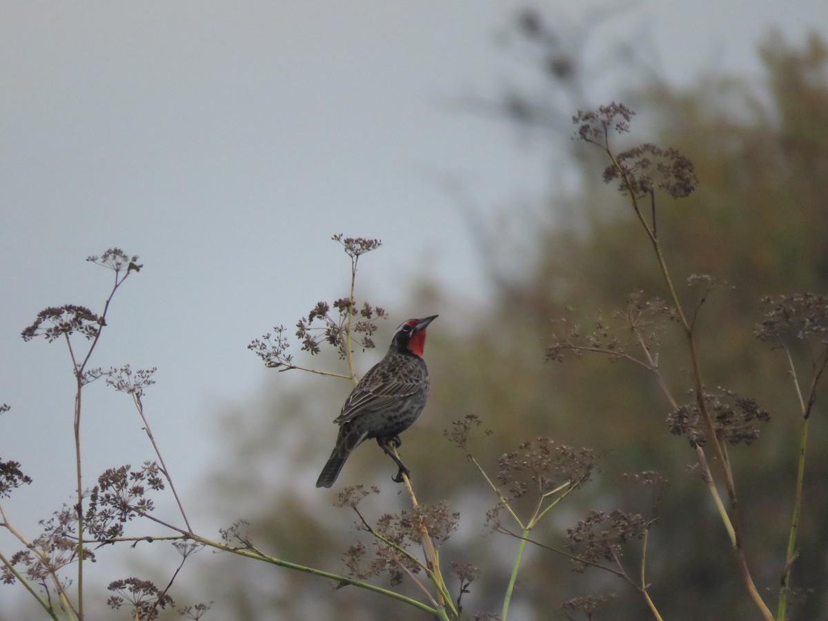 Long-tailed Meadowlark - ML619891820