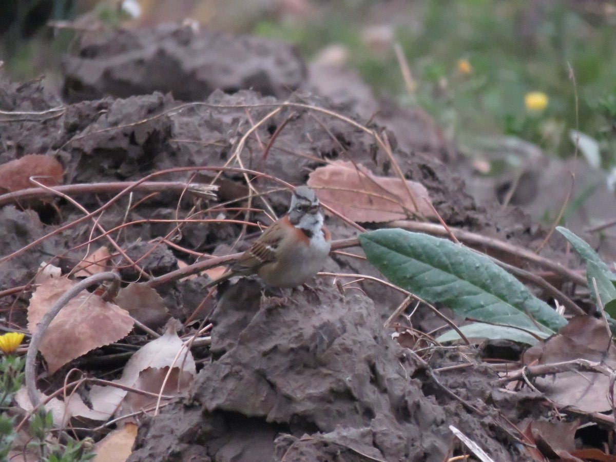 Rufous-collared Sparrow - ML619891842