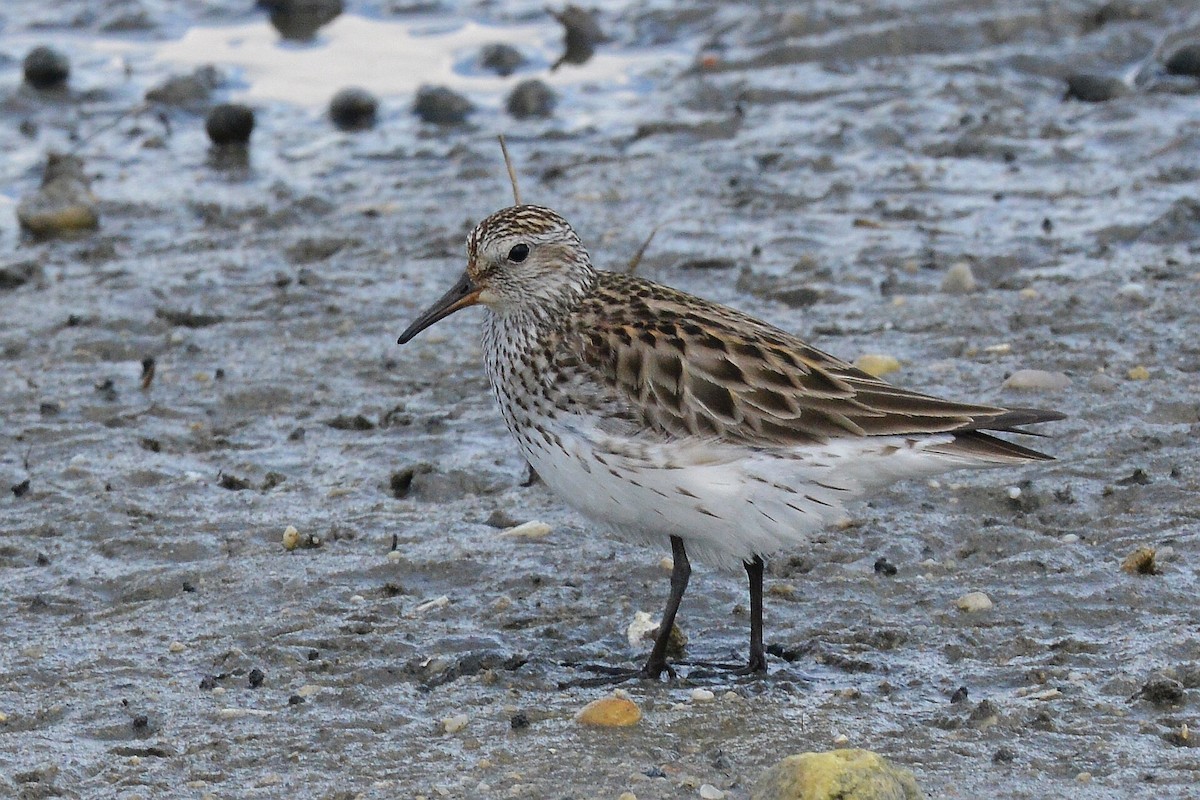 White-rumped Sandpiper - ML619891855