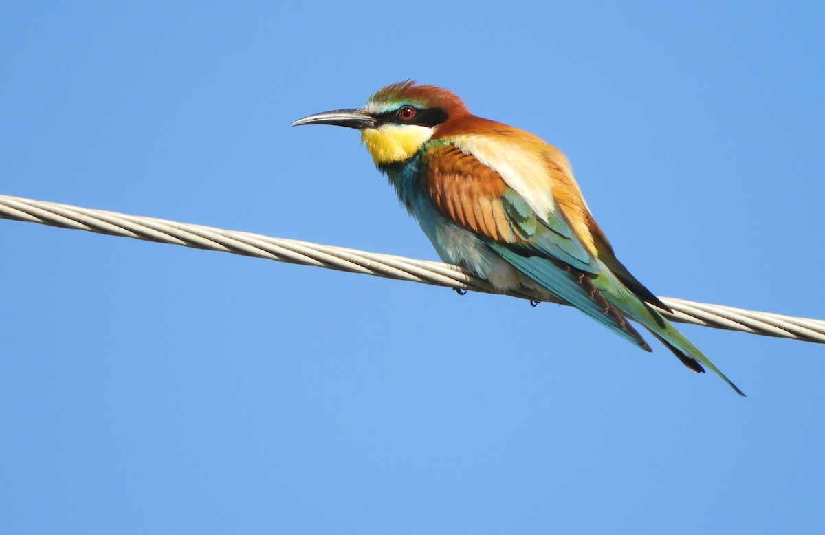 European Bee-eater - ML619891860