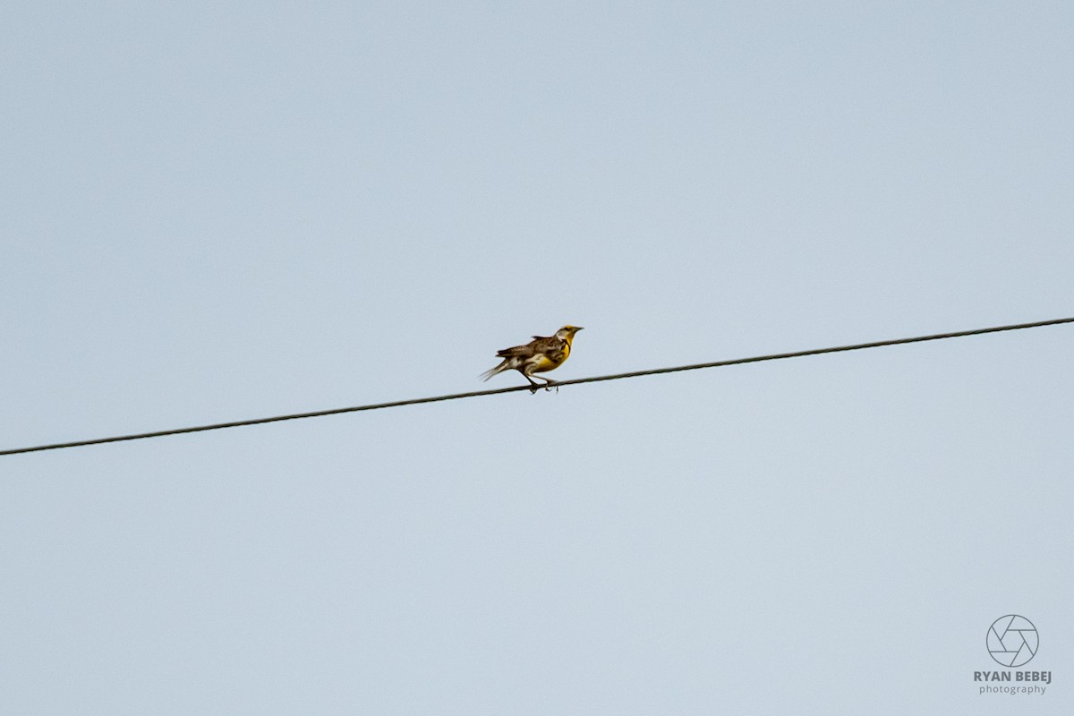 Eastern Meadowlark - ML619891868