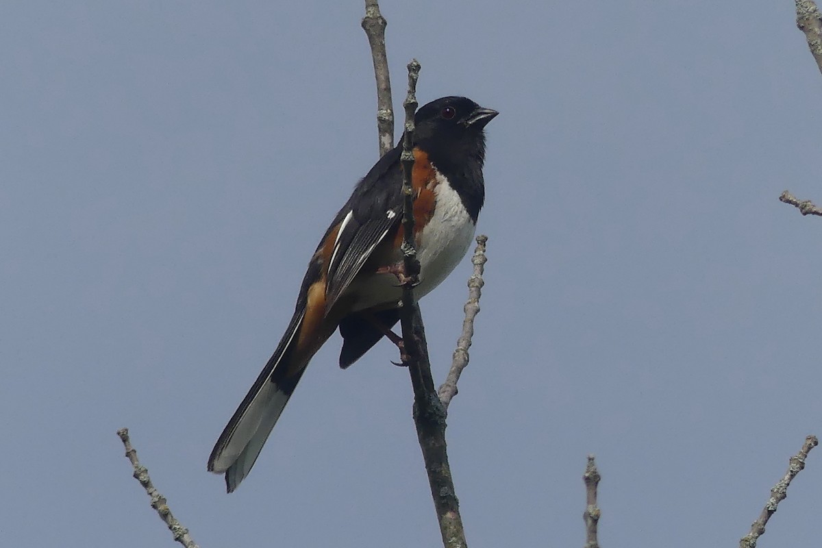 Eastern Towhee - ML619891872