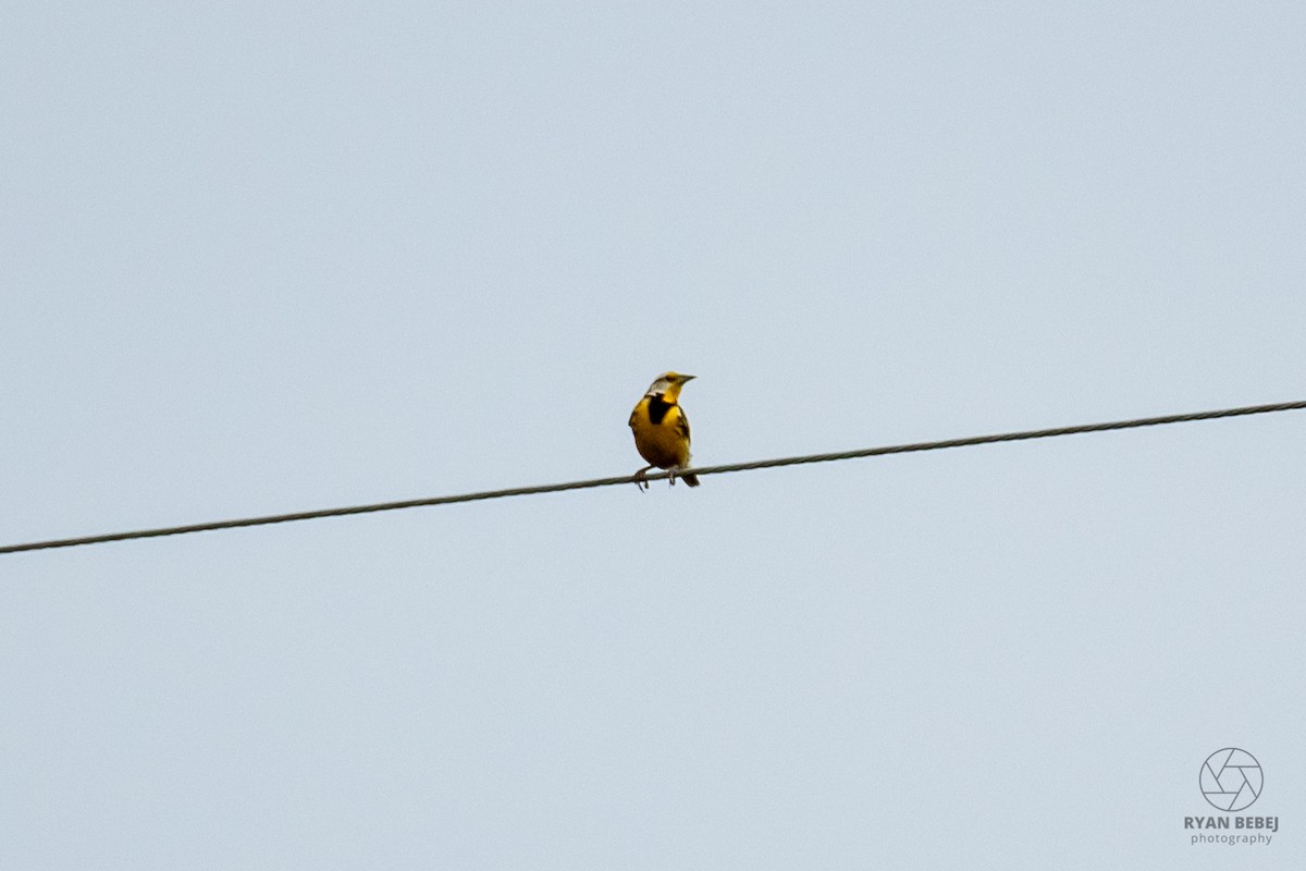 Eastern Meadowlark - ML619891875