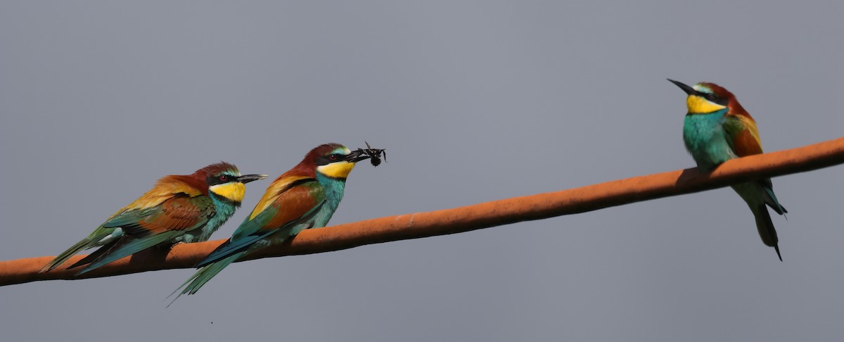 European Bee-eater - ML619891880