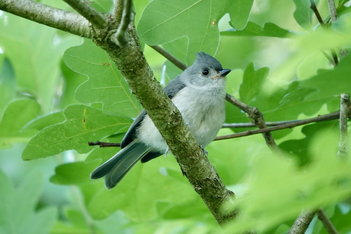 Tufted Titmouse - ML619891883