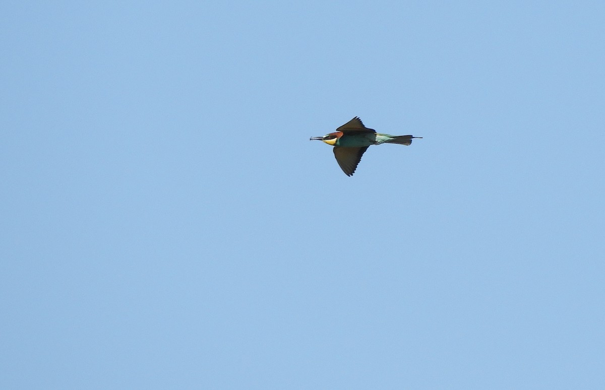 European Bee-eater - ML619891905