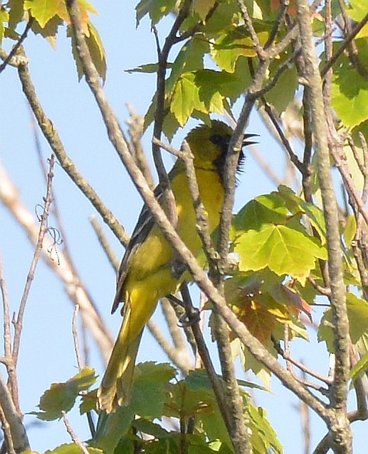 Orchard Oriole - ML619891914