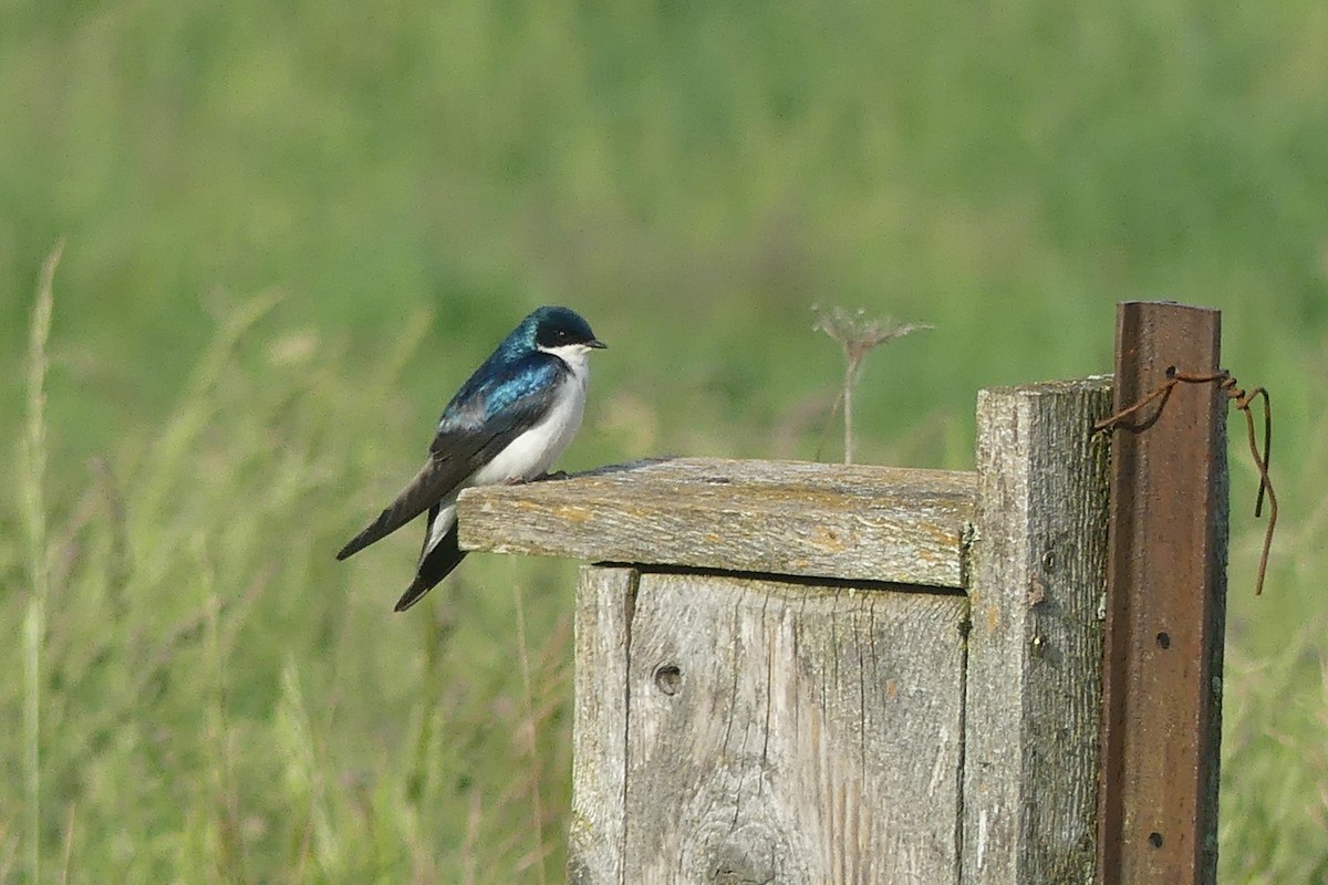 Hirondelle bicolore - ML619891917