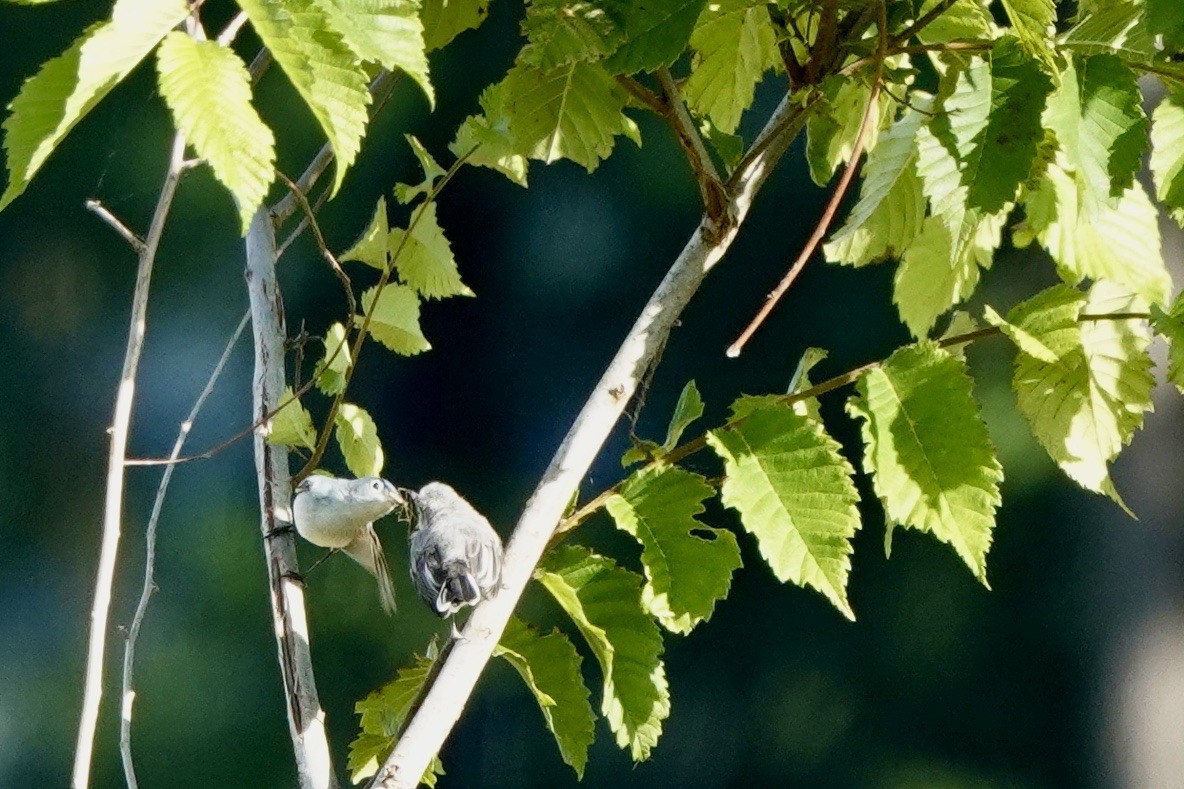 Blue-gray Gnatcatcher - ML619891919