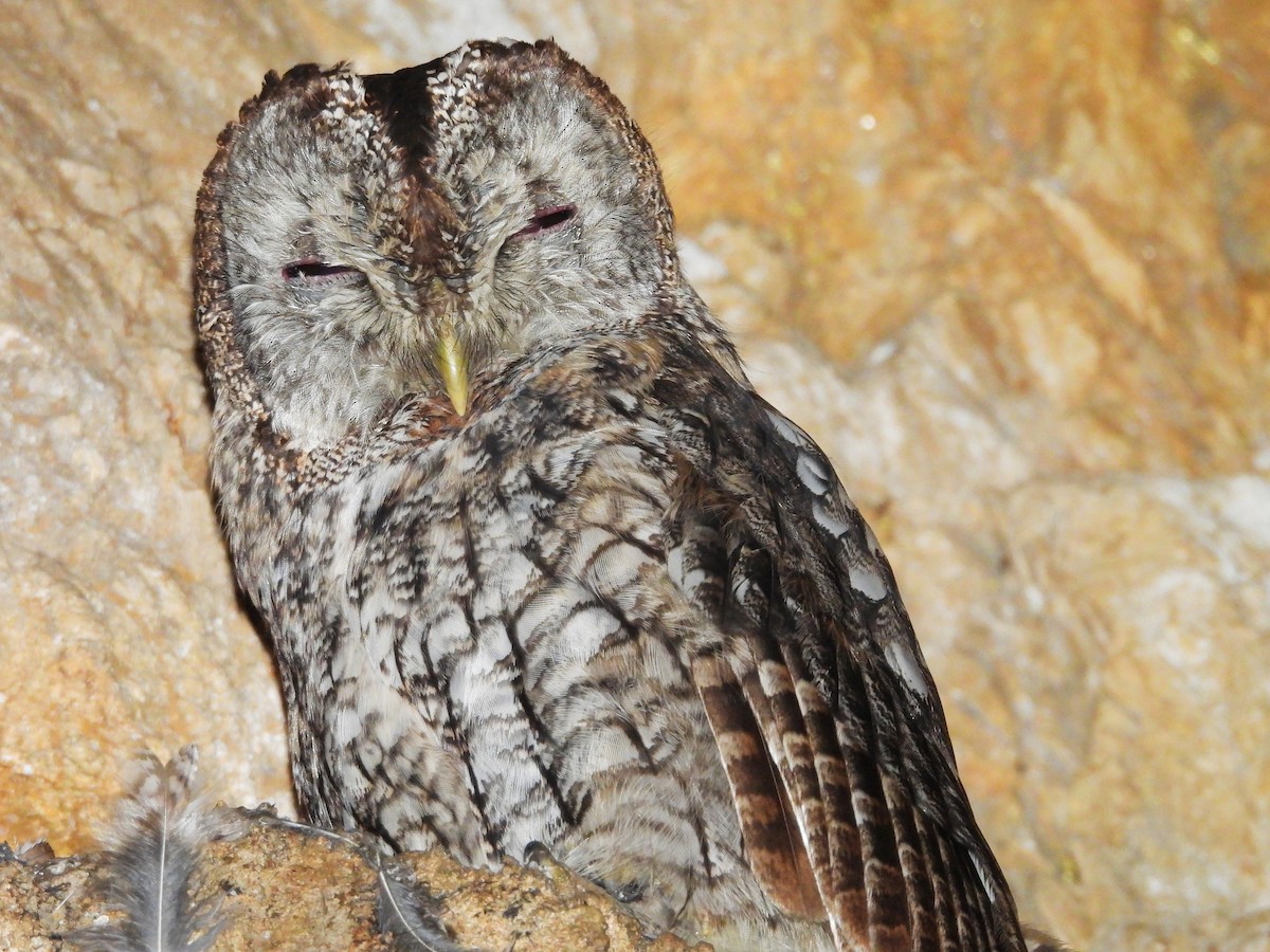 Tawny Owl - ML619891920
