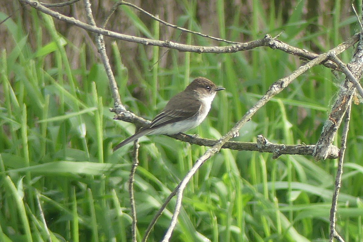 Eastern Phoebe - ML619891943