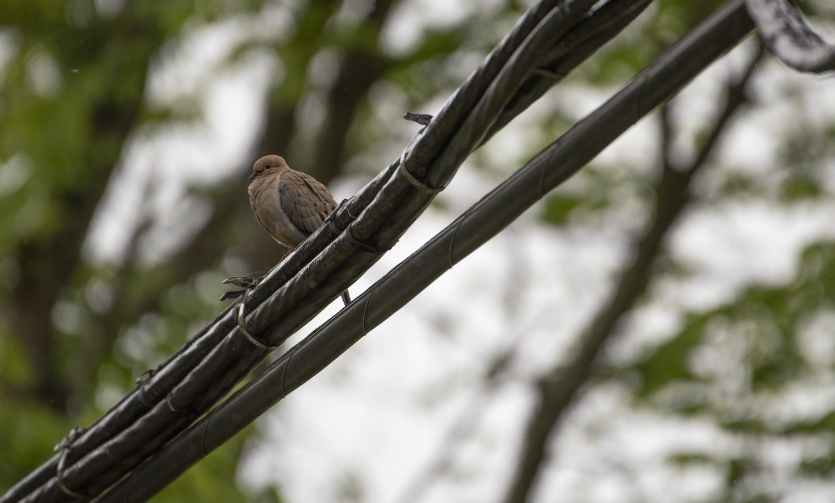 Mourning Dove - ML619891956