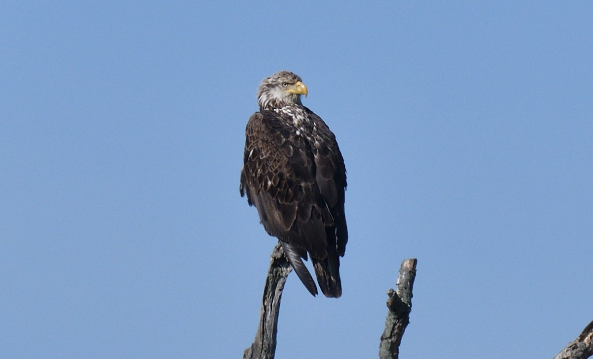 Weißkopf-Seeadler - ML619891962