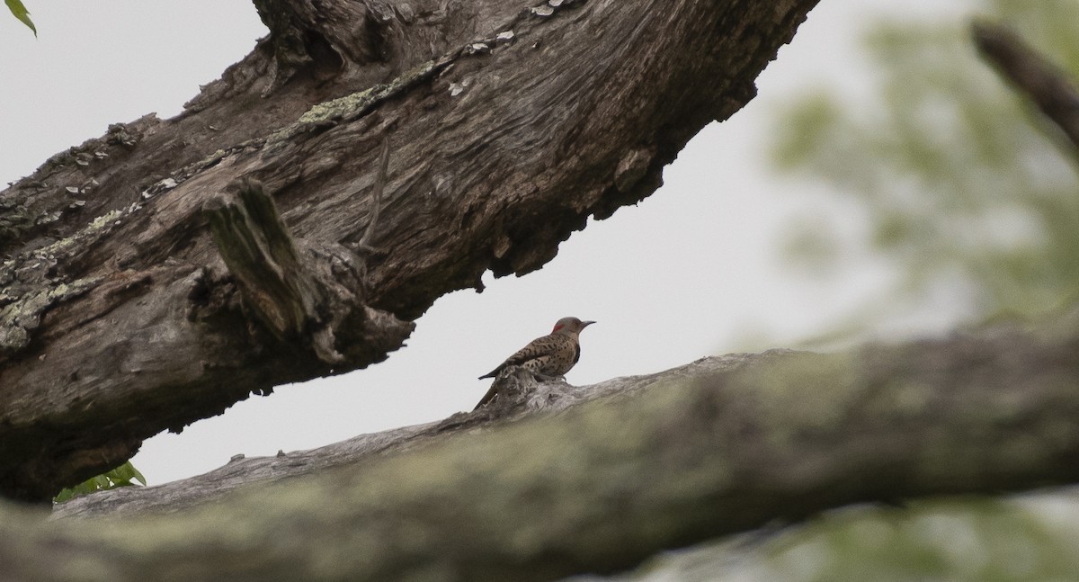 Northern Flicker - ML619891963