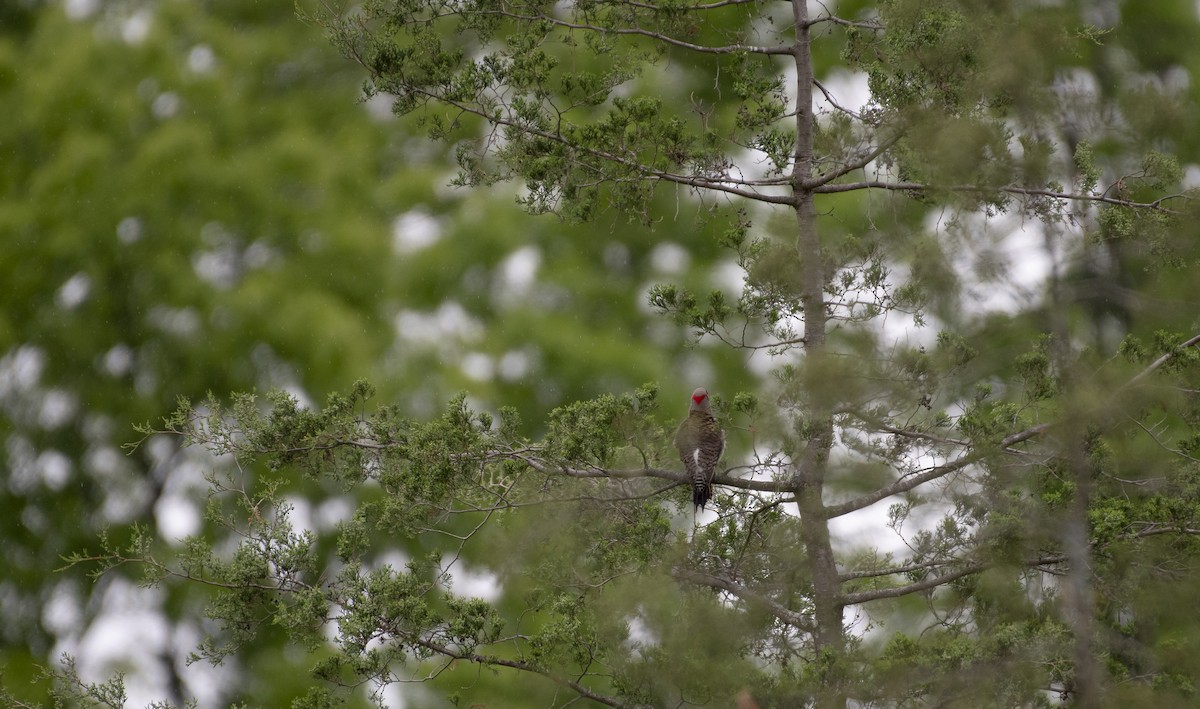 Northern Flicker - ML619891965