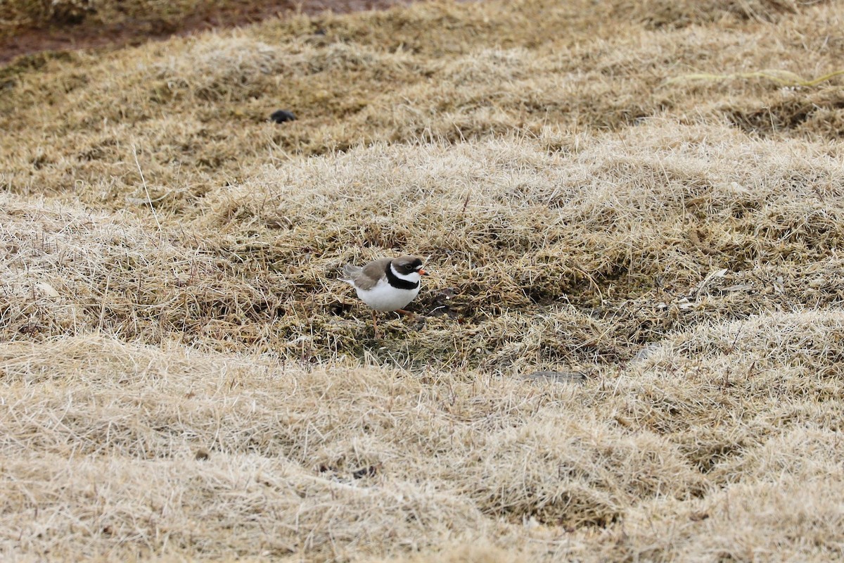 Semipalmated Plover - ML619891970