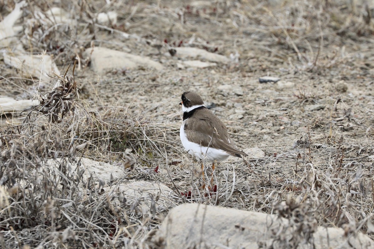 Semipalmated Plover - ML619891971