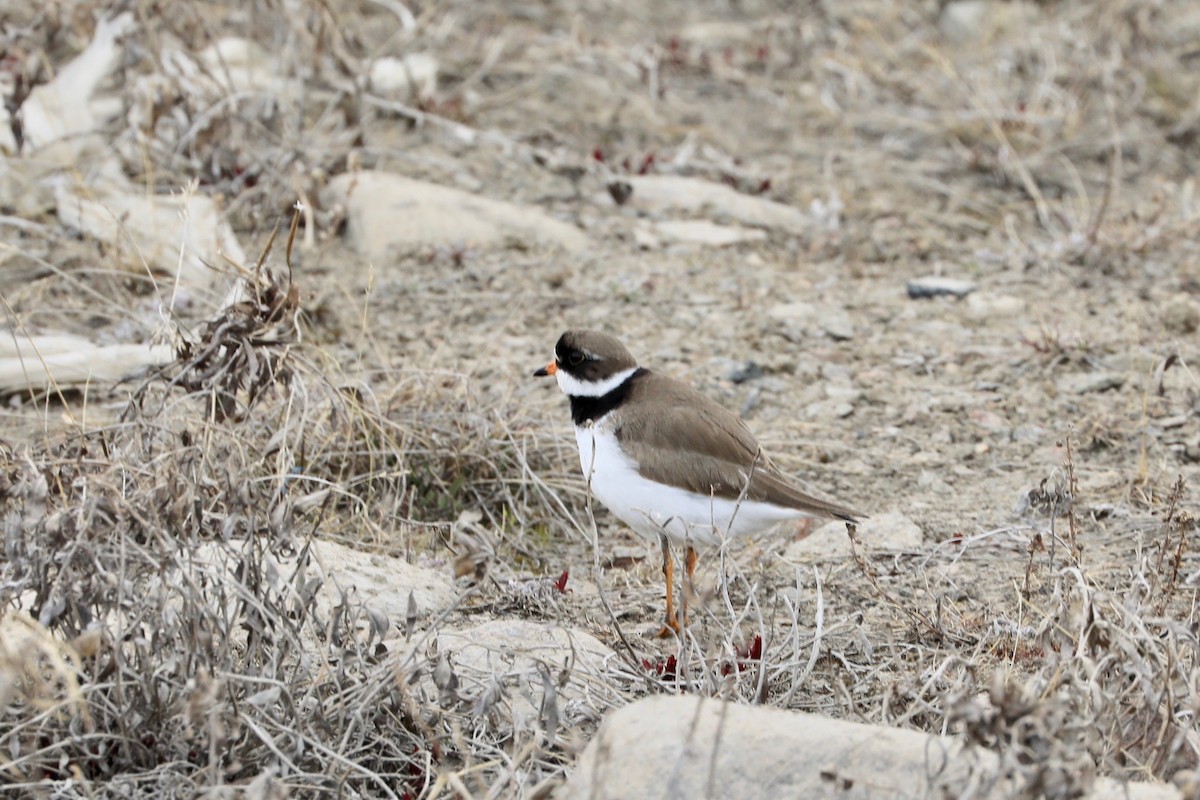 Semipalmated Plover - ML619891972