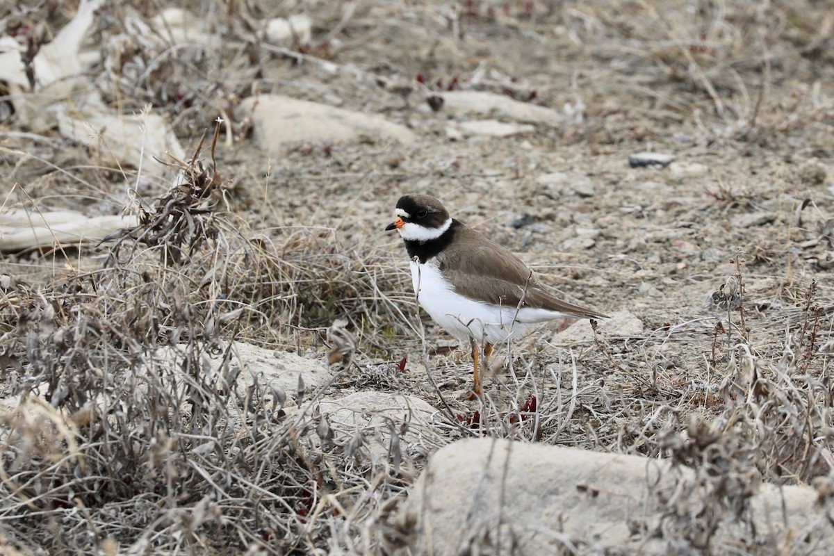 Semipalmated Plover - ML619891973