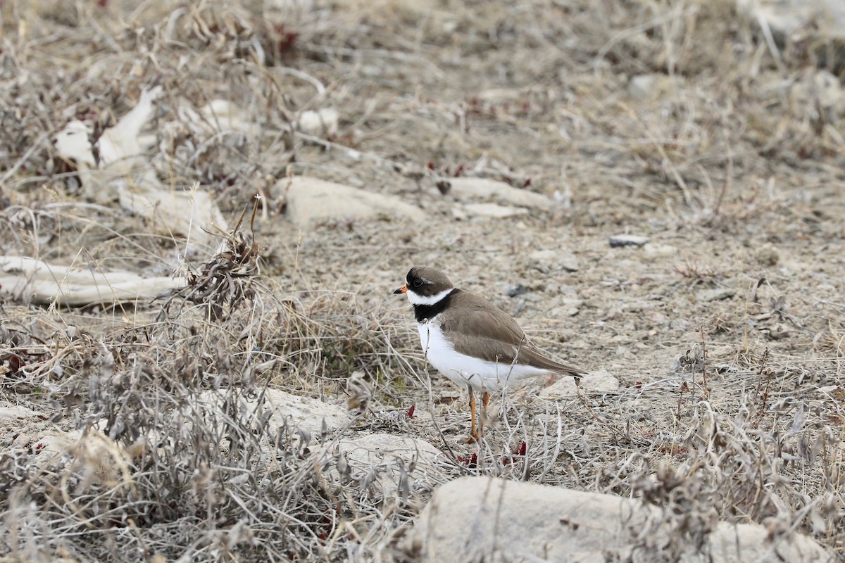 Semipalmated Plover - ML619891974