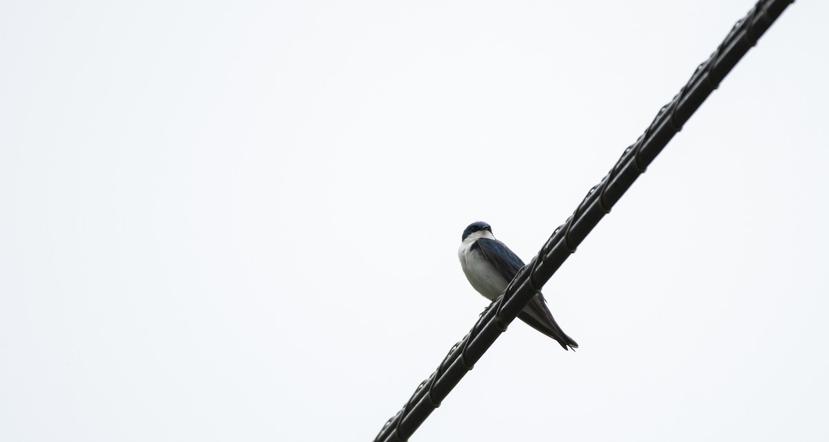 Golondrina Bicolor - ML619891983