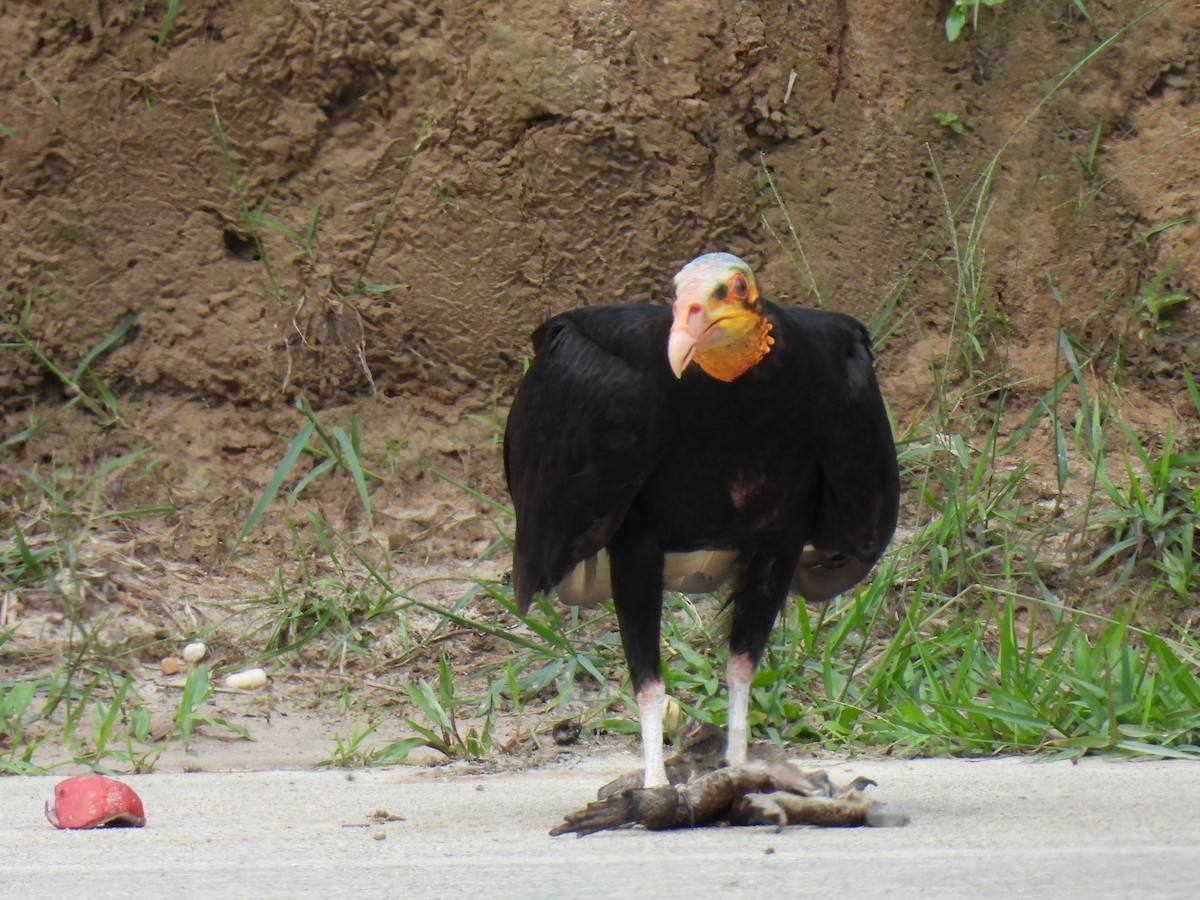 Greater Yellow-headed Vulture - ML619891985