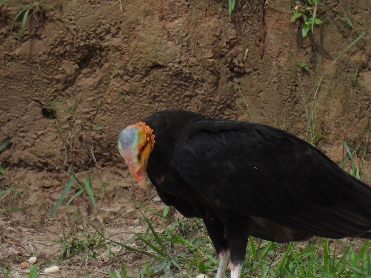 Greater Yellow-headed Vulture - ML619891986