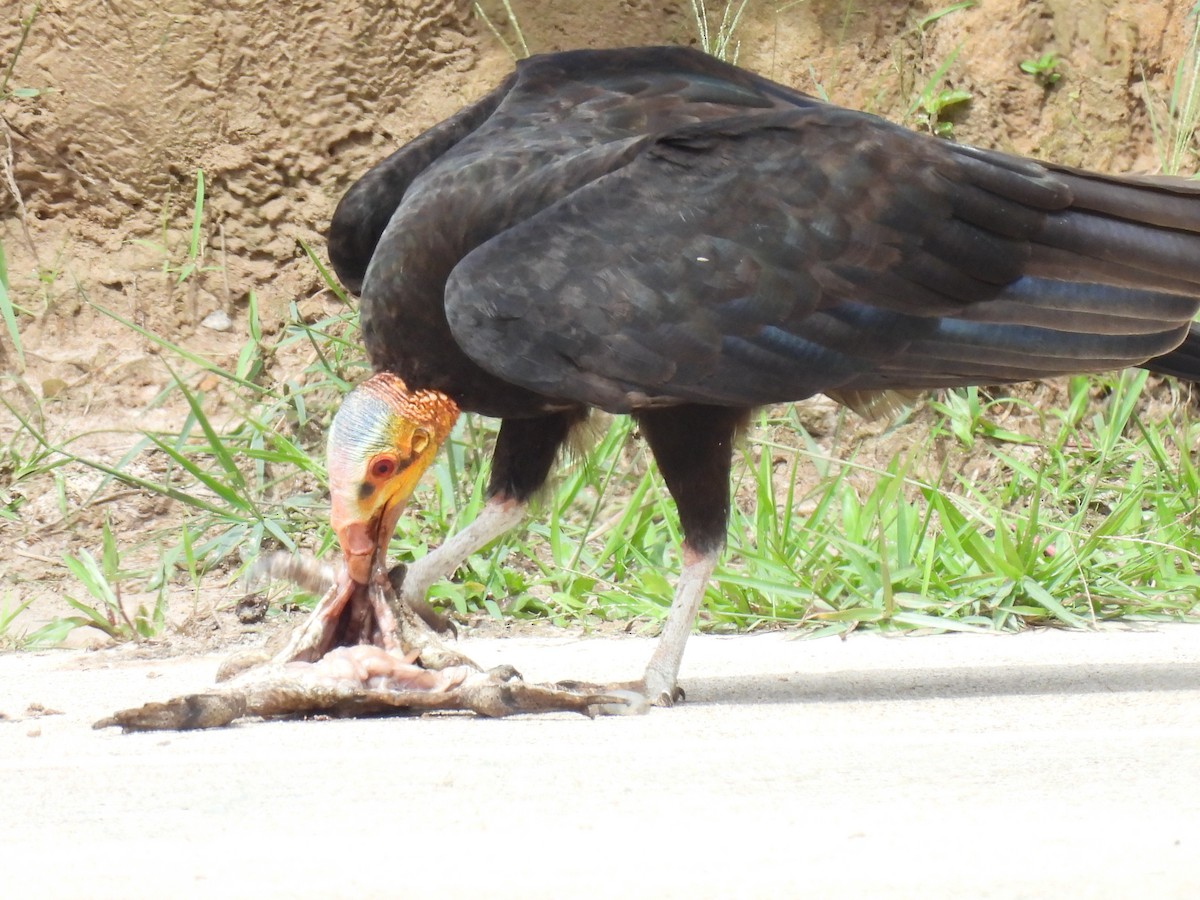 Greater Yellow-headed Vulture - ML619891987