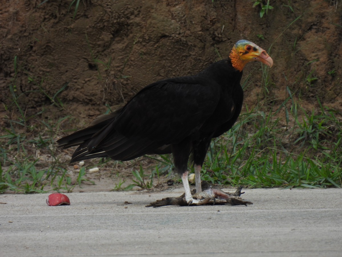 Greater Yellow-headed Vulture - ML619891989