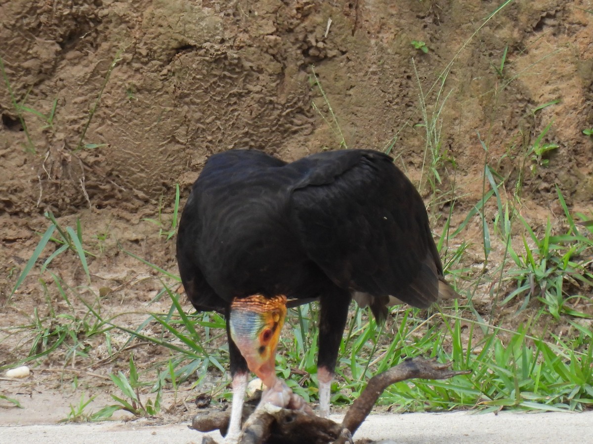 Greater Yellow-headed Vulture - ML619891990