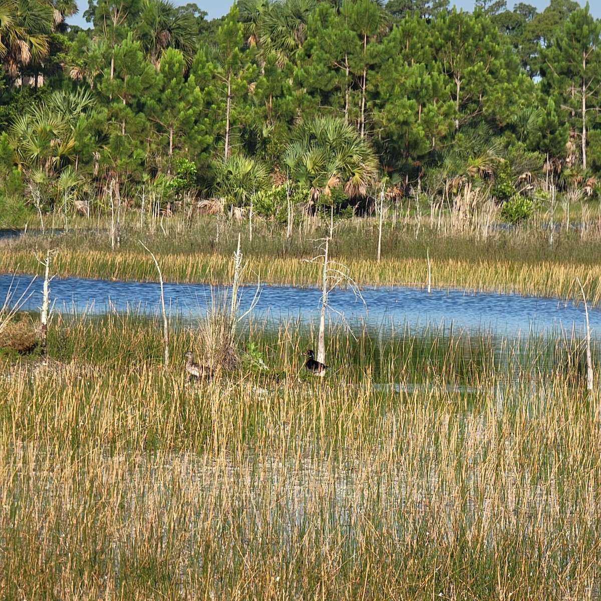 Wood Duck - ML619891991