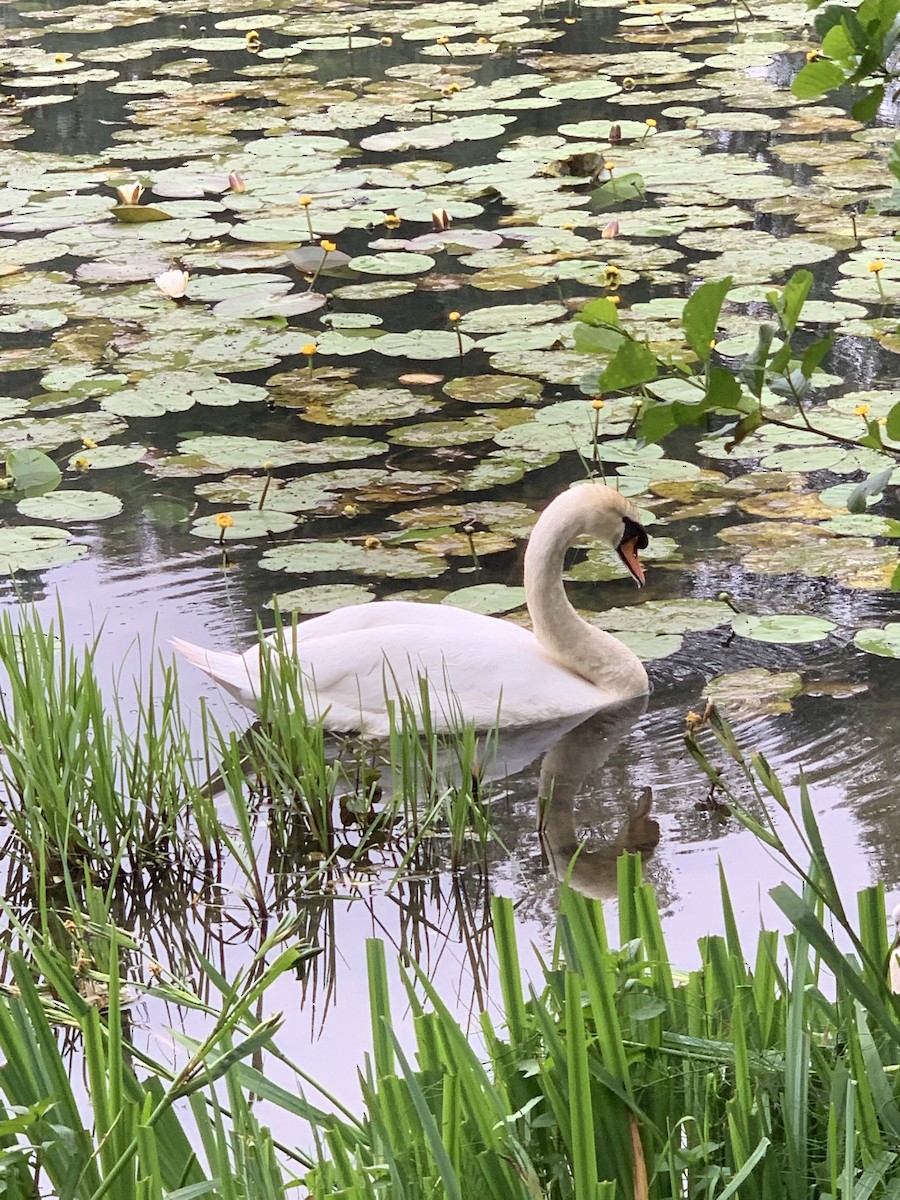 Cygne tuberculé - ML619891992