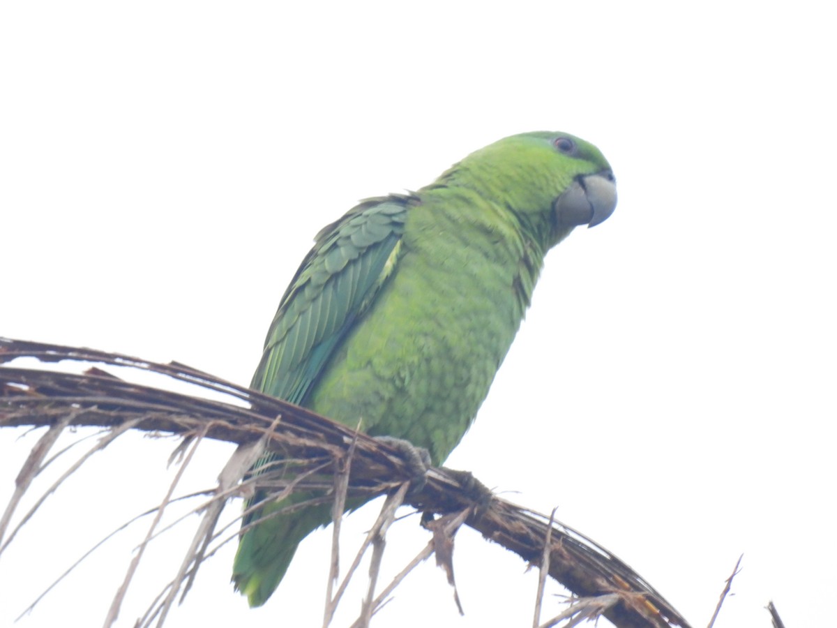 Short-tailed Parrot - ML619892020