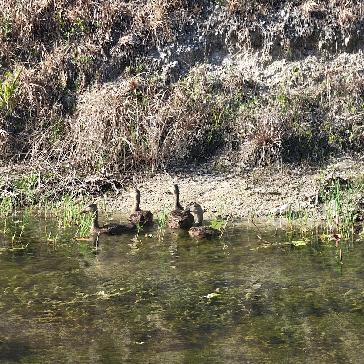 Canard colvert ou C. brun - ML619892022