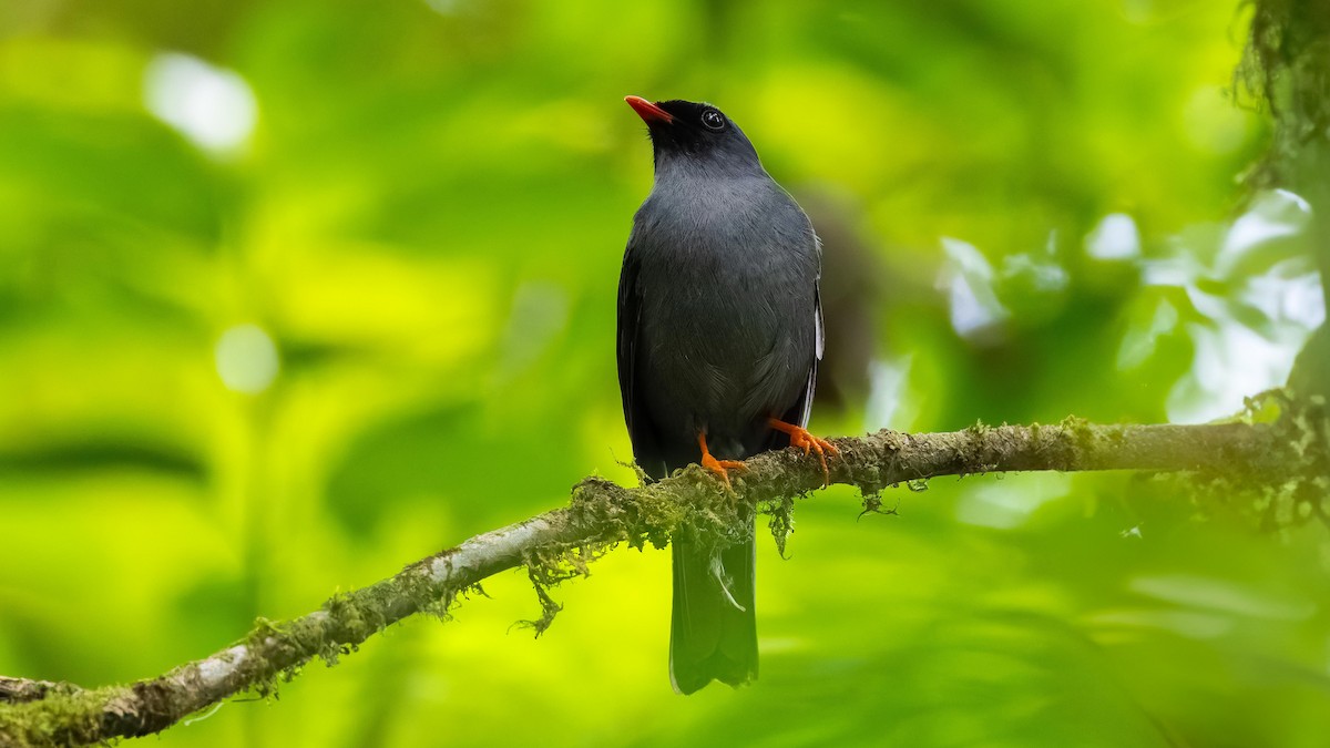 Black-faced Solitaire - ML619892026