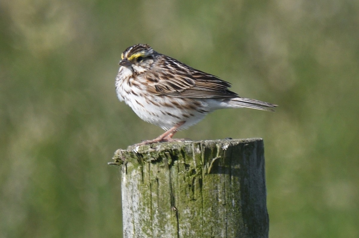 Savannah Sparrow - ML619892036