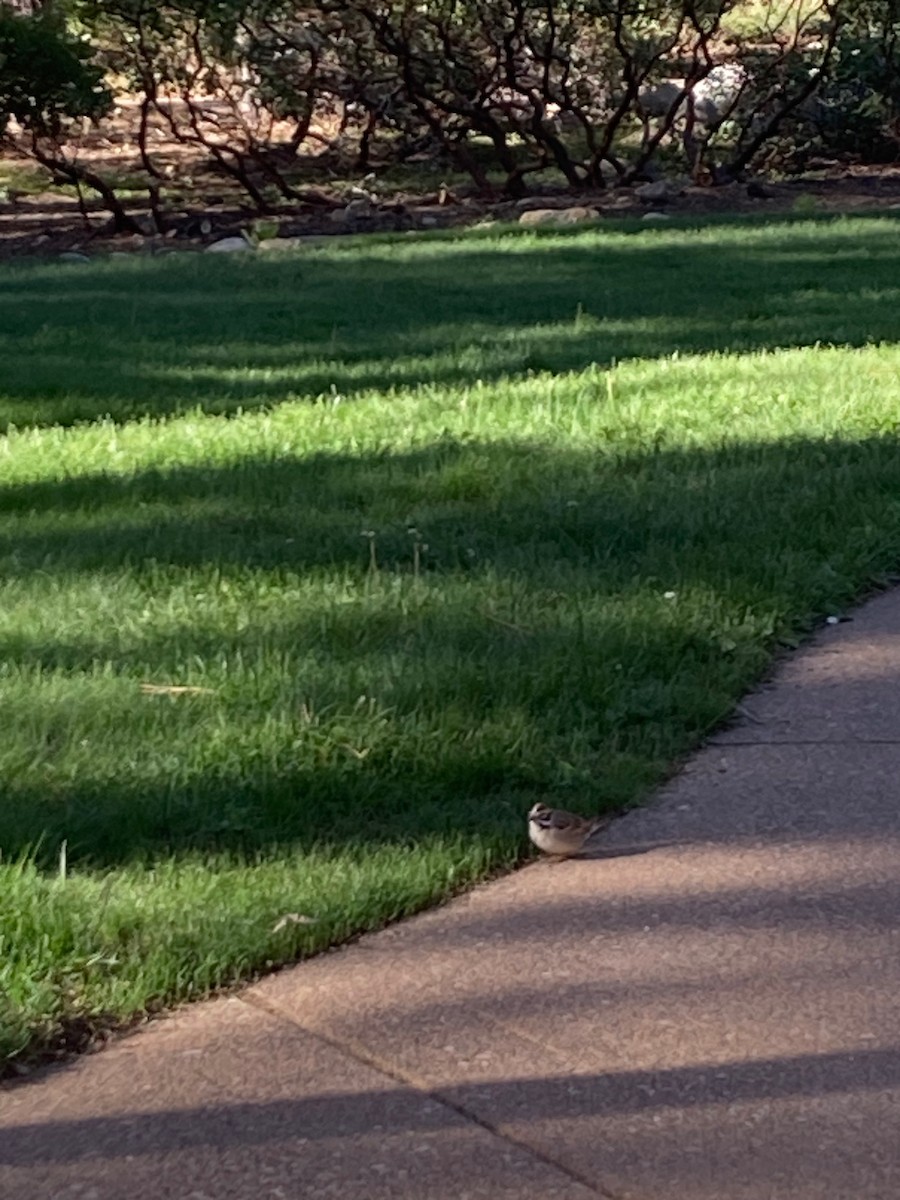 Lark Sparrow - ML619892037