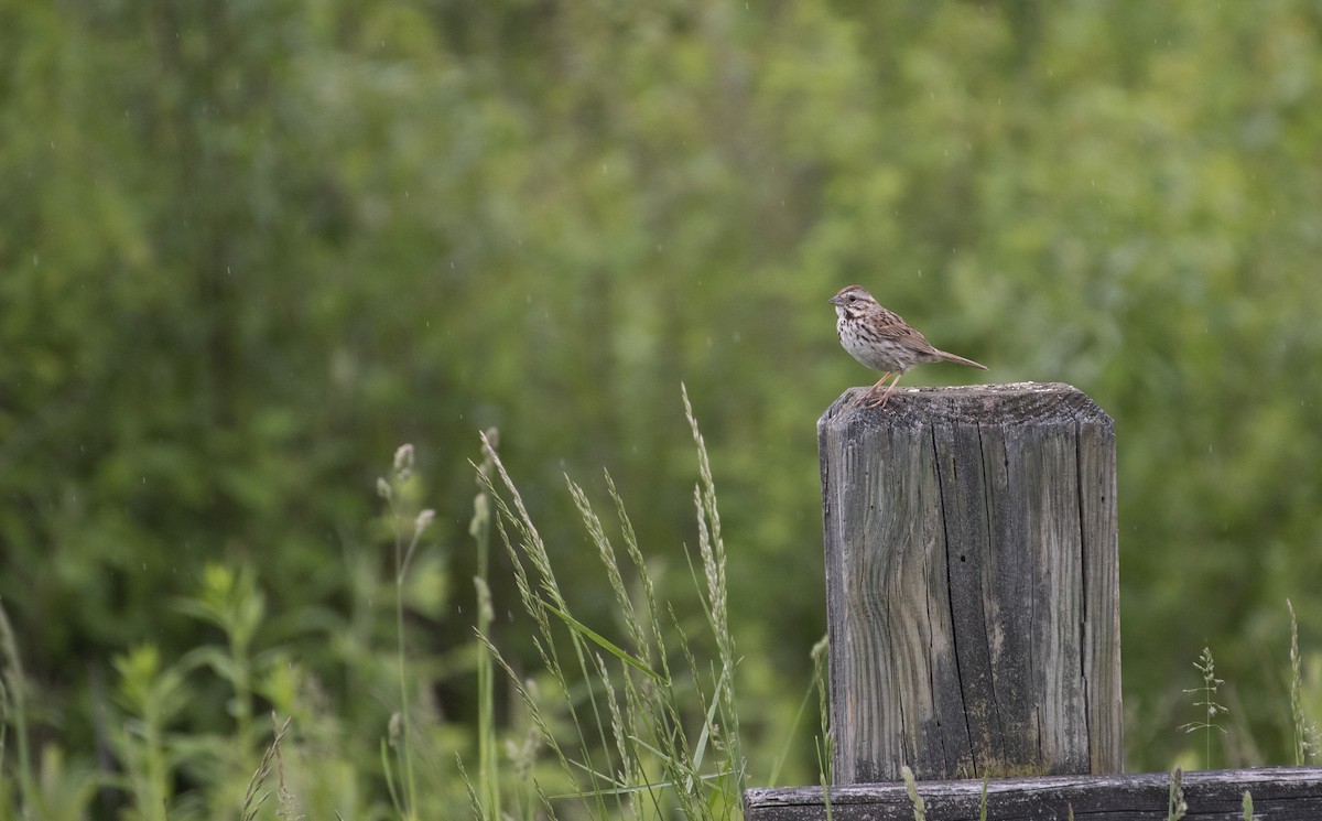 Song Sparrow - ML619892038