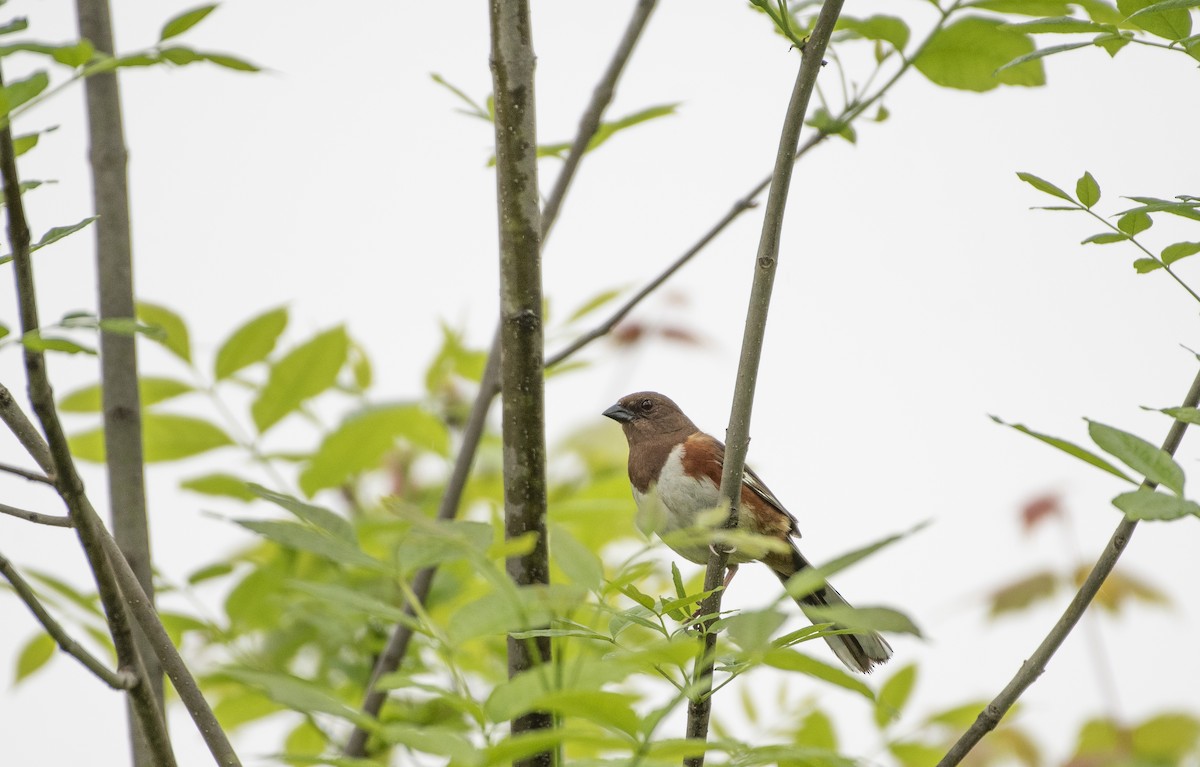 Eastern Towhee - ML619892045