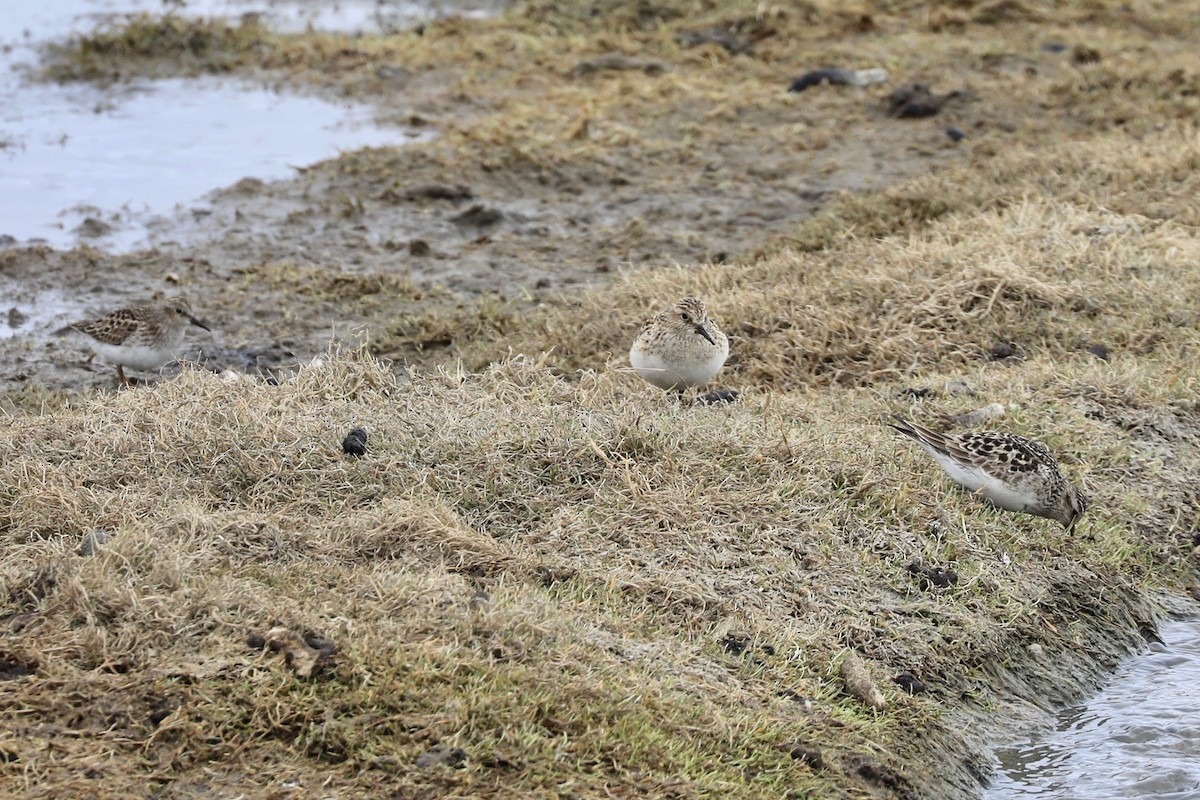 Bairdstrandläufer - ML619892057