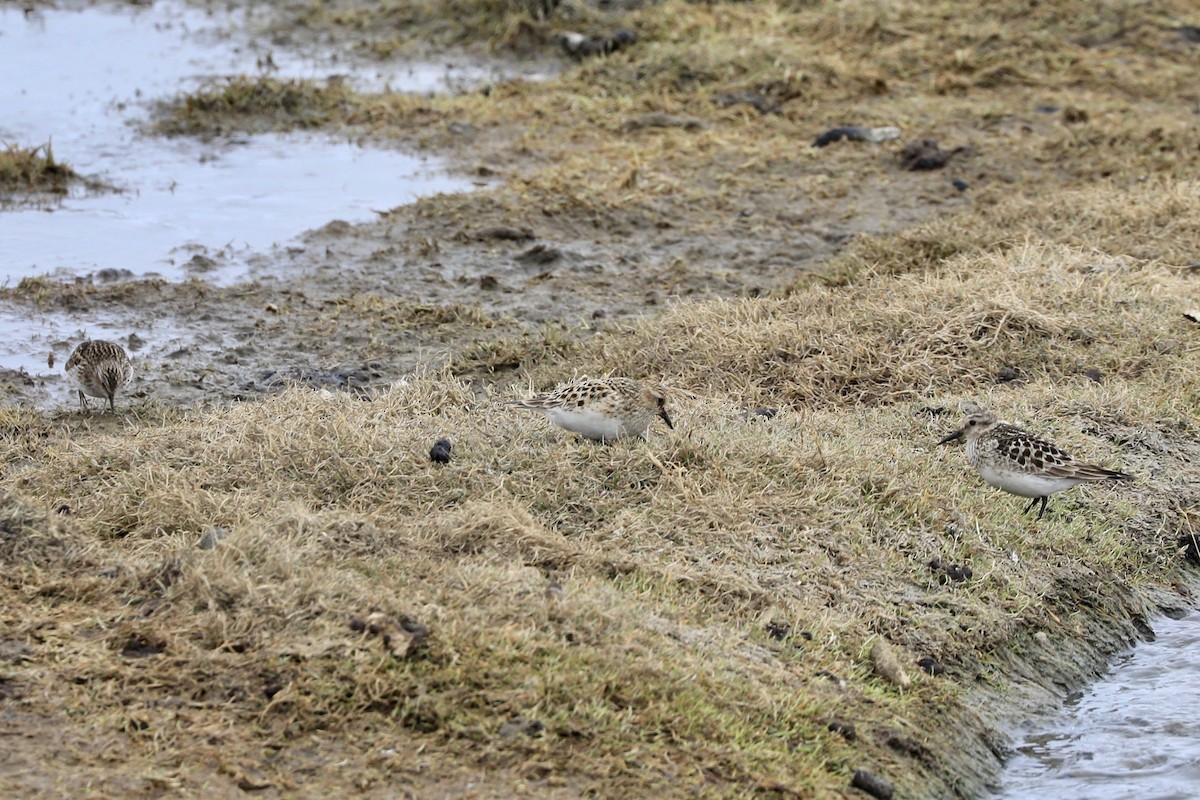 Baird's Sandpiper - ML619892058