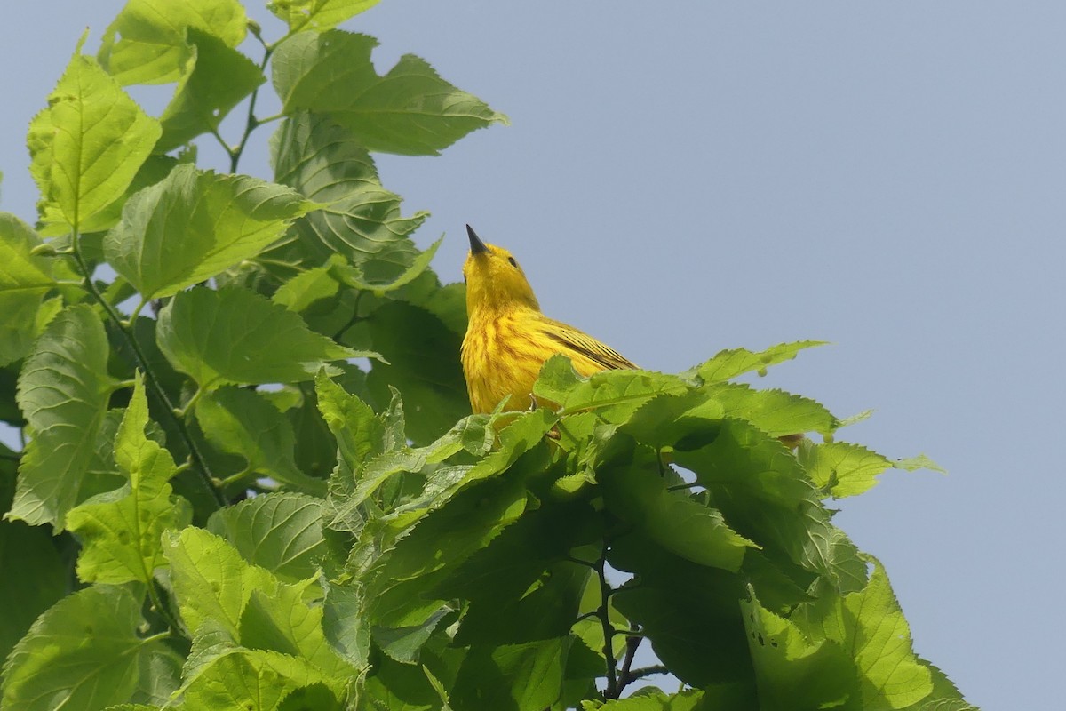Yellow Warbler - ML619892061