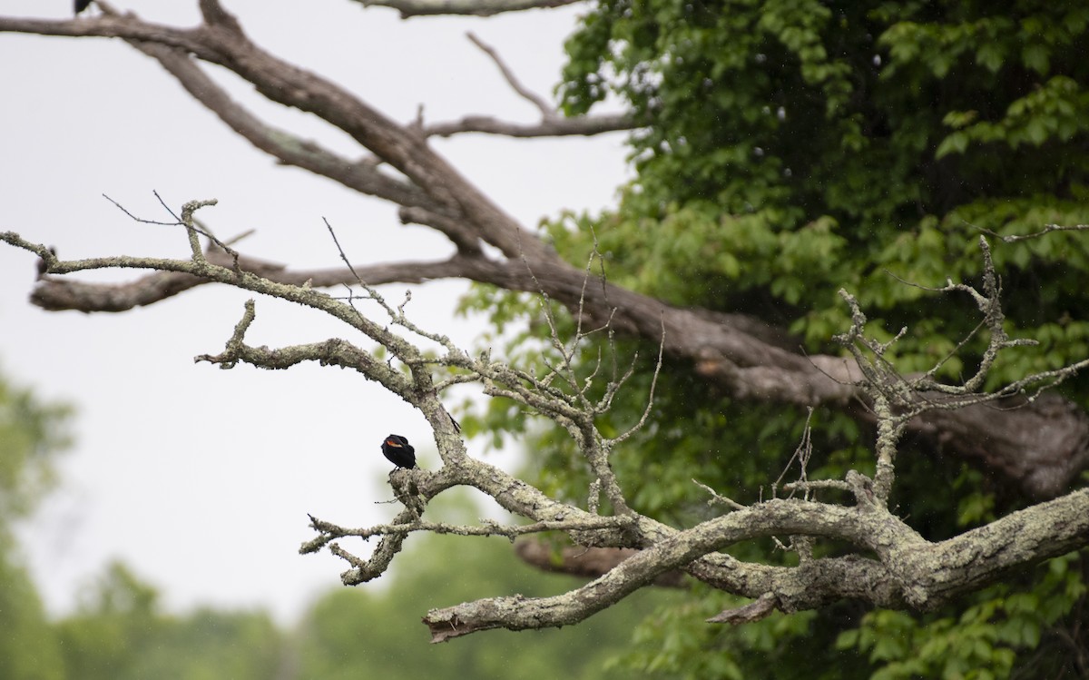 Red-winged Blackbird - ML619892063