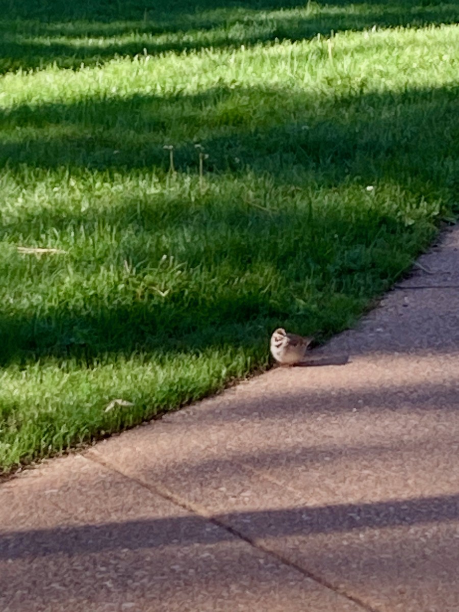 Lark Sparrow - ML619892065